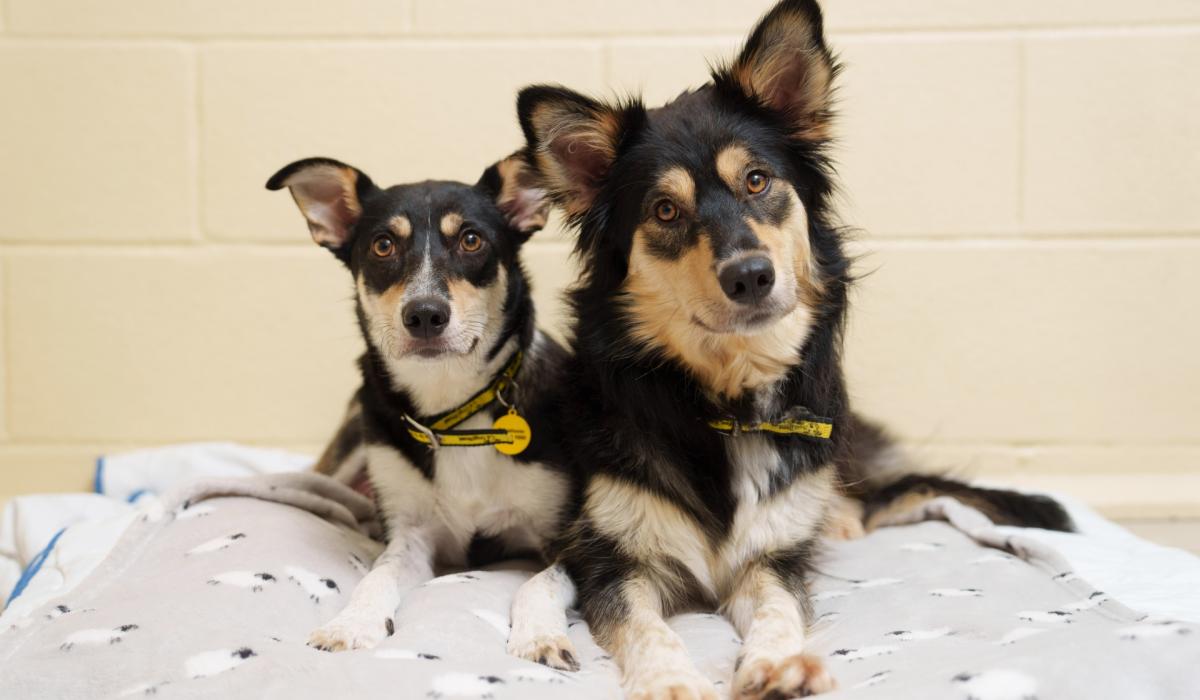 Dogs Trust invites dog lovers to take part in ‘The Big Paws’ Tipperary Live