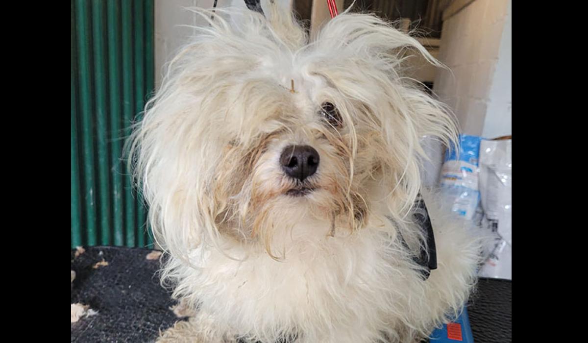 'Dogs ravenous for a piece of toast in bin,' Tipperary woman convicted