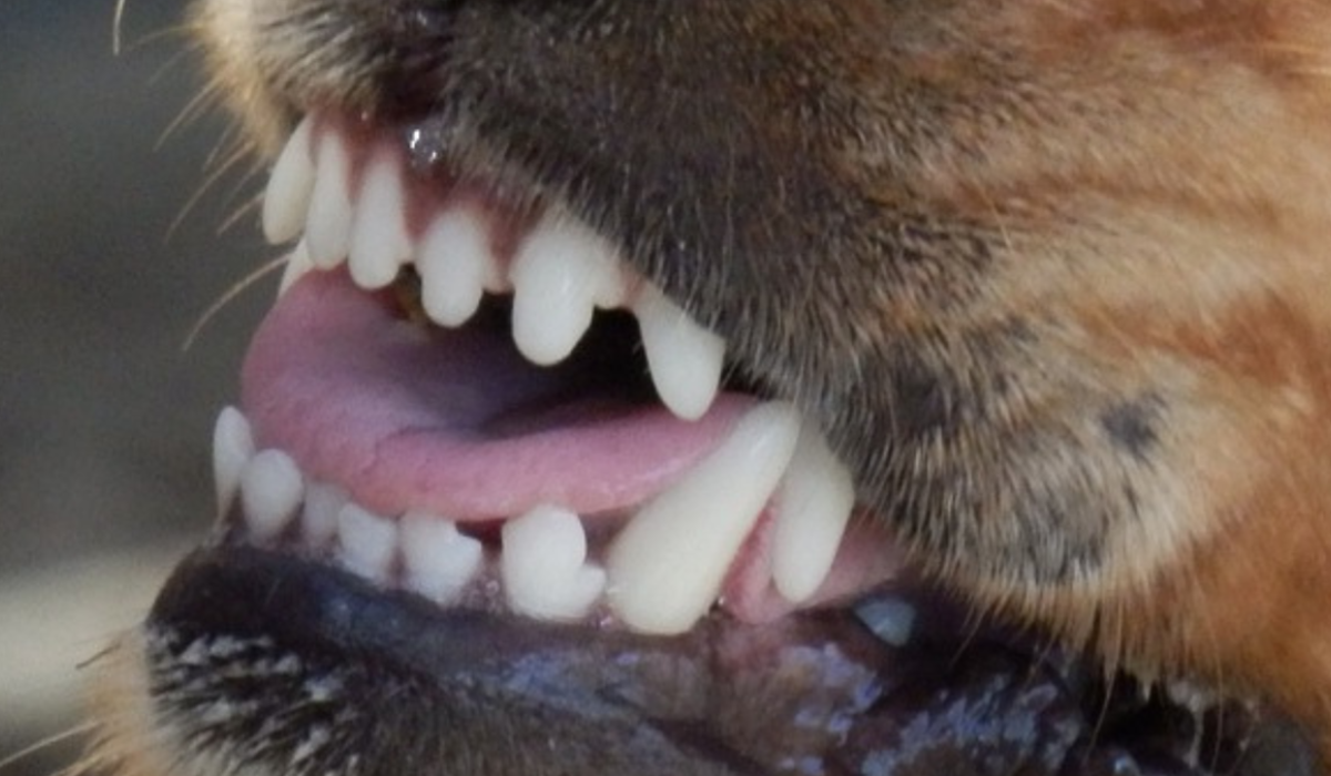 Young man attacked by dog in Donegal rushed to hospital Tipperary Live(00)