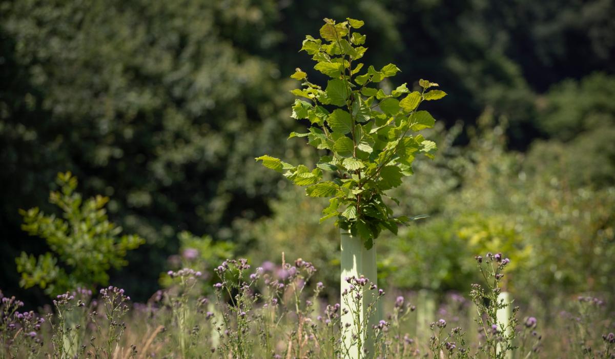 Free 'Doughnut Economics' workshop taking place in Tipperary next week