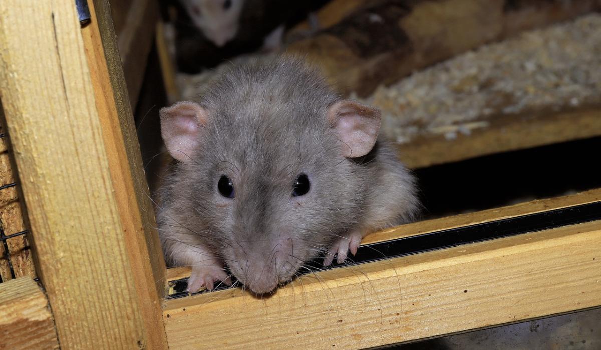 Chilling warning to Tipperary homeowners over 'climber' rats invading homes