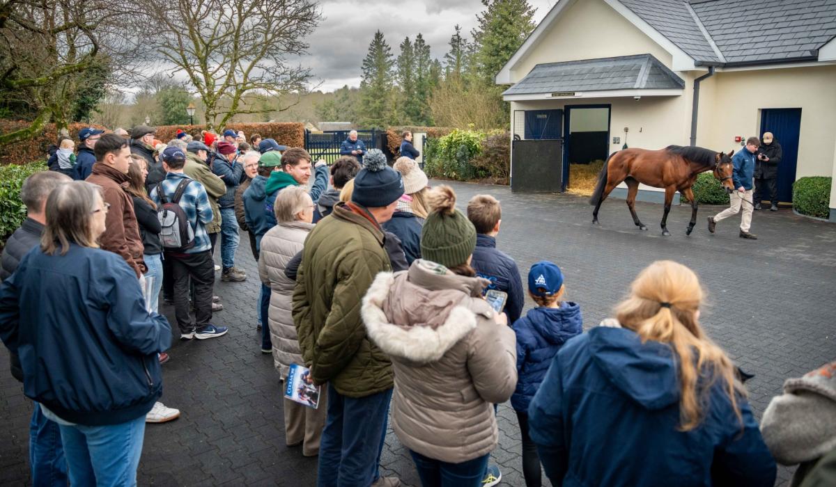 World-class stallions on show for Irish Stallion Trail in January