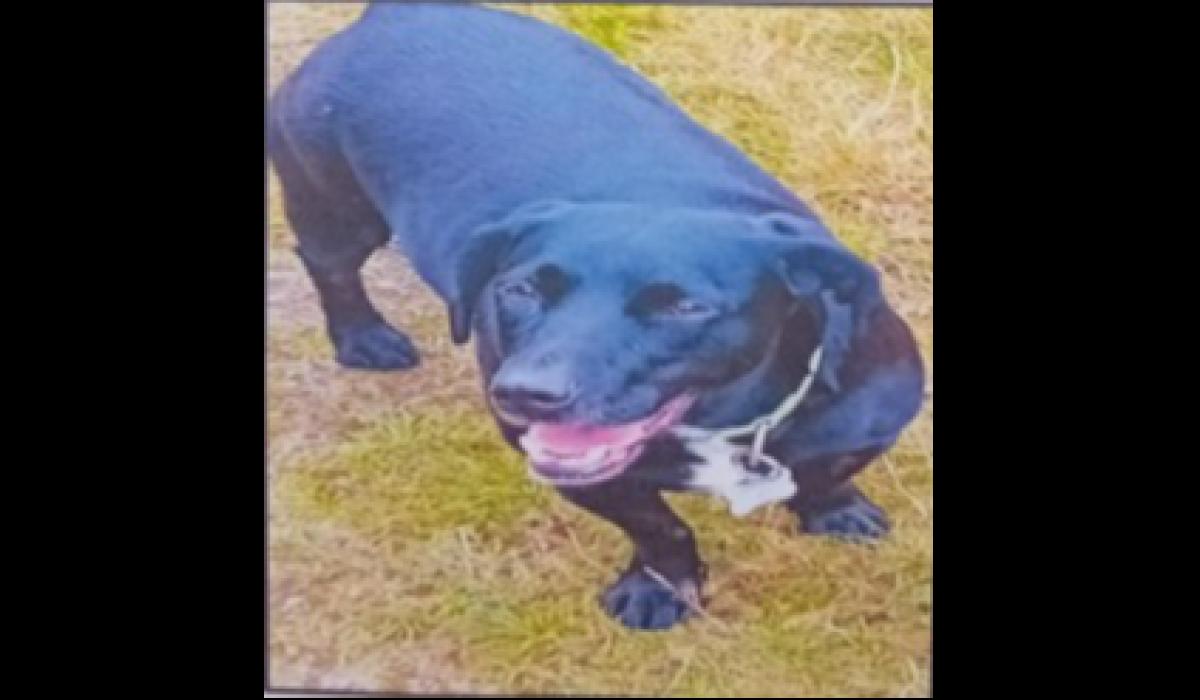 BREAKING: Tipperary family issues urgent appeal to find missing dog