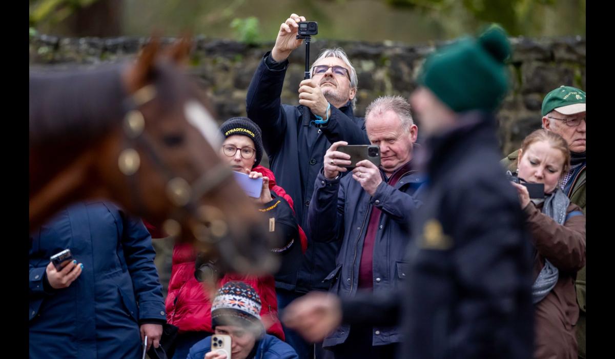 Three Tipperary stud farms will showcase equine champions in Irish Stallion Trail