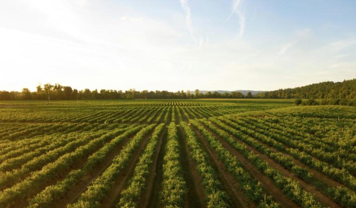 'Rejecting Mercosur is the right decision for Irish farmers,' says TD in Tipperary