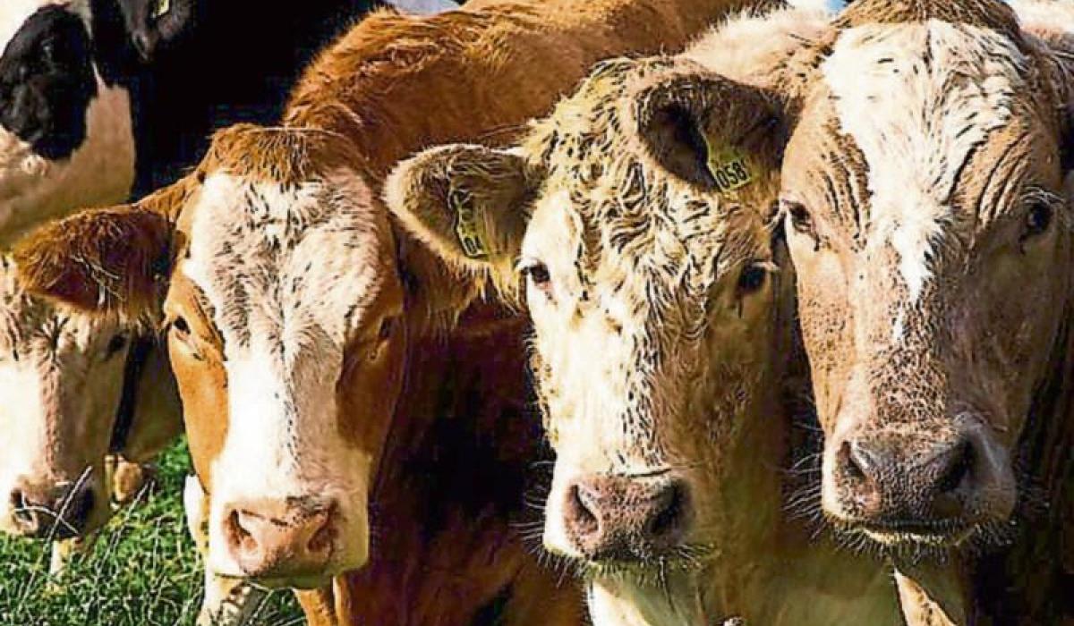 EDITORIAL: EU-Mercosur trade deal will threaten farms in Tipperary