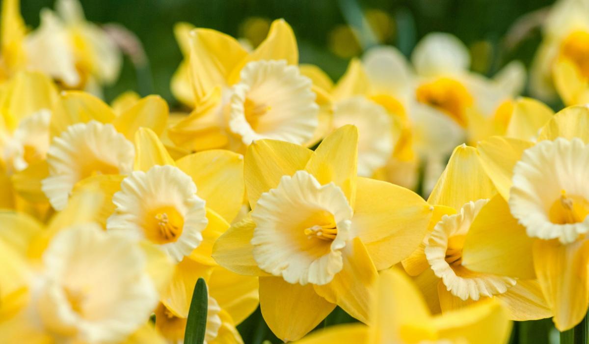 Irish charity appeals for volunteers to assist in fundraising day in Tipperary