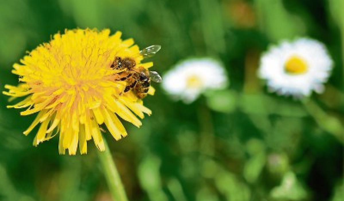 OPINION 'Don’t kill our Tipperary dandelions' Tipperary Live