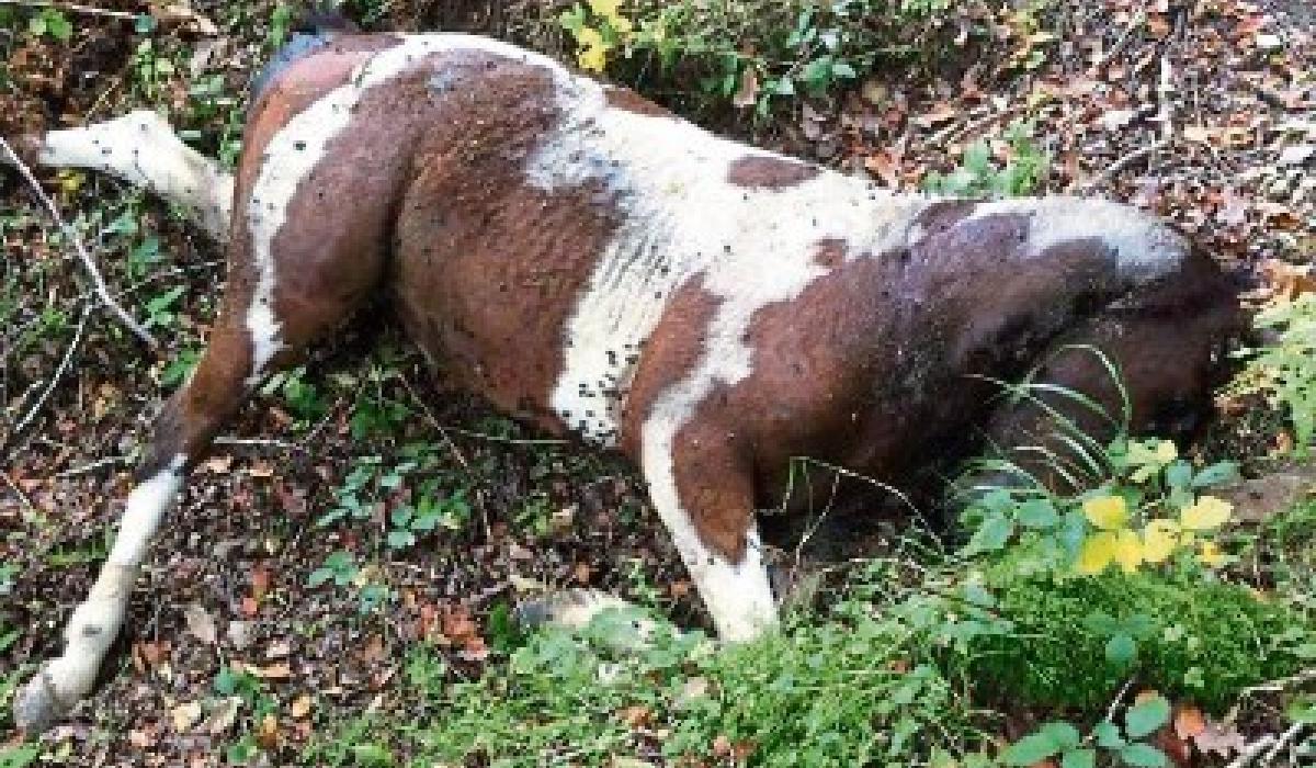 Shock as dead horse left to rot on Clonmel scenic walk Tipperary Live