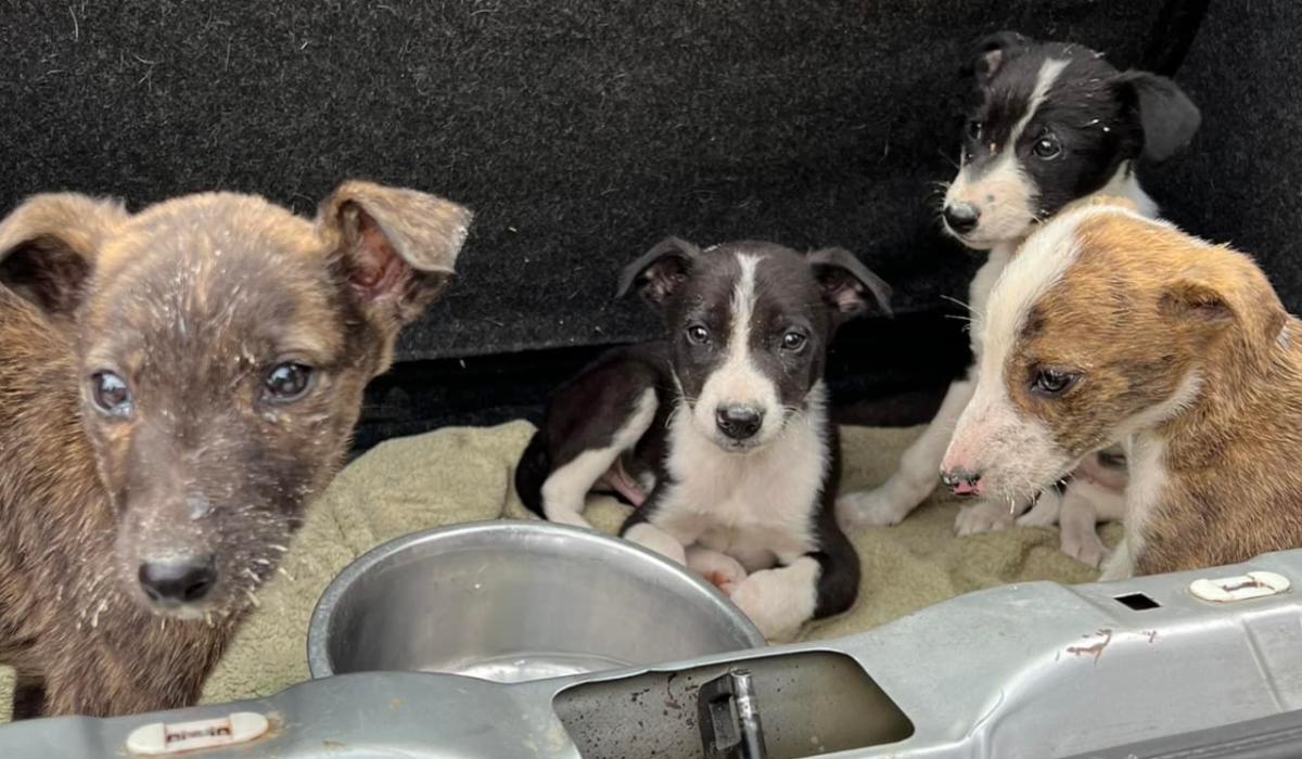 Tipperarybased animal rescue concerned as more people are giving up pets Tipperary Live