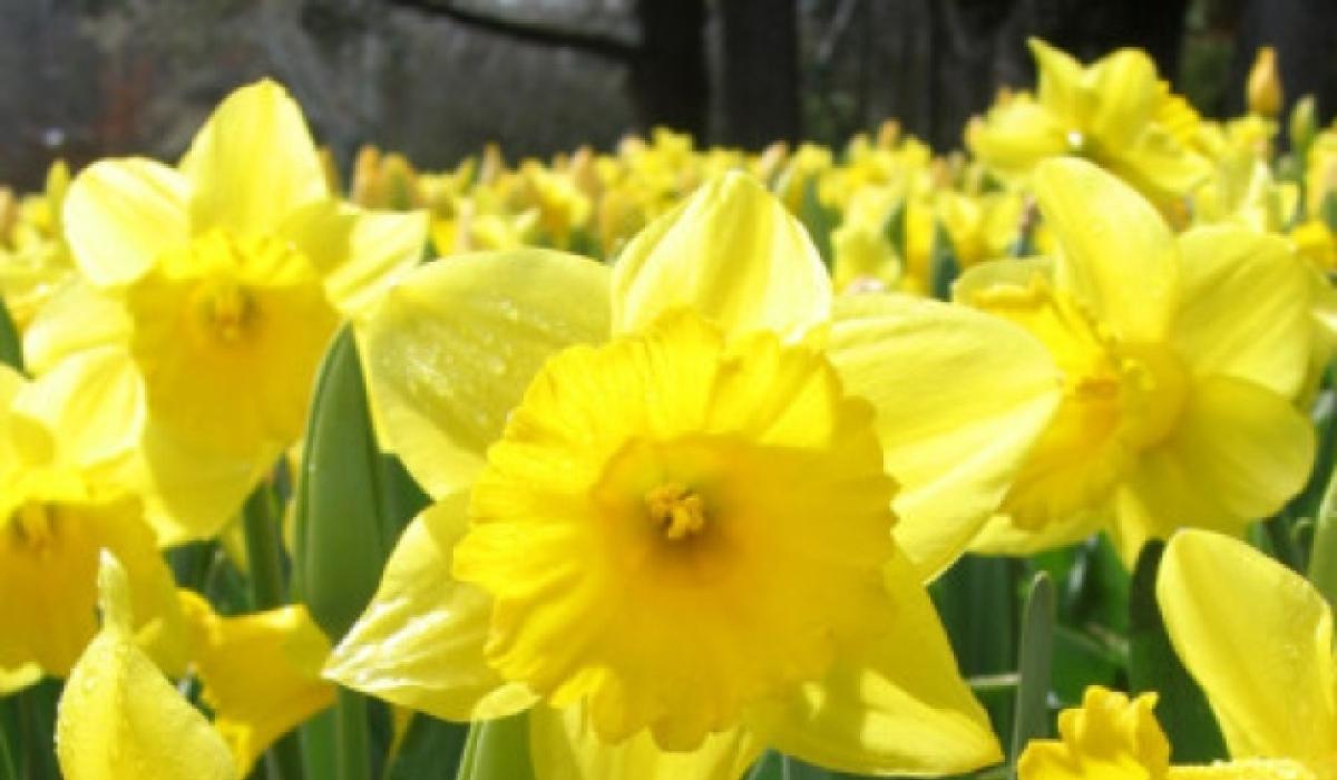 Daffodil Day in Roscrea, March 23 Tipperary Live