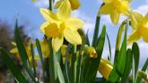 Launch of Daffodil Day is set to take place at a Place4U venue in Tipperary