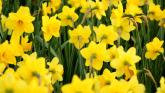 Coffee morning in aid of Daffodil Day campaign planned in Tipperary community
