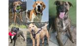PICTURES: 11 loving dogs seeking a forever home in Tipperary based animal rescue