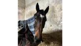 BREAKING: Tipperary-trained racehorse passes away following Leopardstown injury