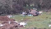 DISTRESSING: Image shows horse left dead beside Tipperary road for several days
