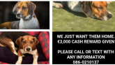 MISSING: Appeal for information after two dogs stolen in broad daylight in Tipperary
