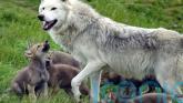 Young ‘cautious’ over potential reintroduction of wolves and lynx in the wild Young ‘cautious’ over potential reintroduction of wolves and lynx in the wild