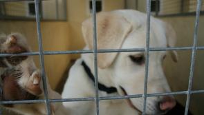 Grants for Tipperary animal welfare projects this Christmas