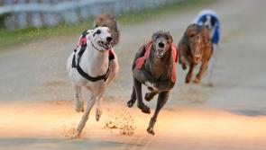 Greyhound racing: Dream slides to top spot in Tipperary Cup at Thurles