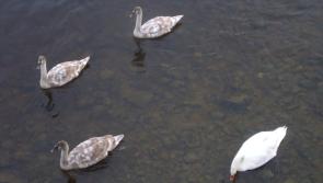The wonders of Westfields Wetlands in winter 