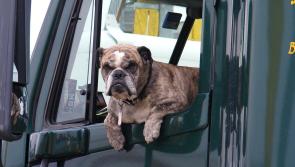 Have pooch, will travel: how to keep your pets safe in the car