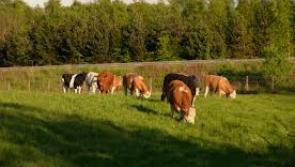 Feb 3 deadline for claim forms on EU Milk  Reduction Scheme