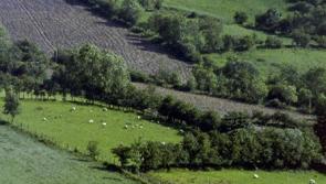 Saving  our hedgerows is of vital importance 