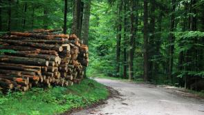 Planting of trees fell to all time low in Tipperary in 2020