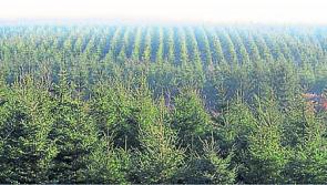Farmers concerned new Coillte forestry fund will distort land market