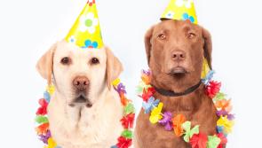 Pet owners - get tips on how to care for your pet 