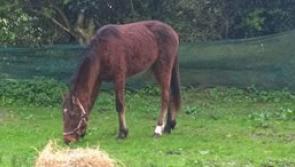 Update: Left for dead Cashel pony is doing very well