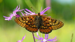 Where are all the Butterflies gone across County Tipperary?