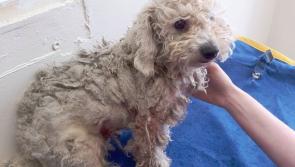 Appeal made to Tipperary people for donations to assist Dogs Trust to combat dog crisis