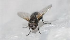 Flies are avoiding Tipperary this Summer despite 39% increase in nationwide infestations
