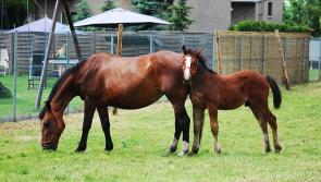 McGrath wants greater penalties as 16,000 horses destroyed in eight years