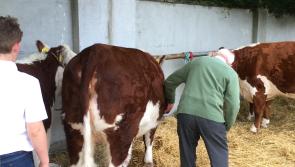 North Tipperary Agricultural Show blooms as weather 'behaves itself'