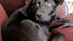 Tipperary dog owners given tips on how to calm their pets during thunder storms