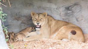 Fota Wildlife Park introduces newly born Asian lion cubs to a captivated public