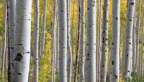 Forestry has never been as attractive for farmers