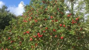 Community apple tree planting event will take place in Pearse Park, Tipperary Town