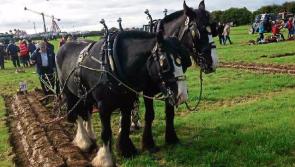 Sun-Soaked Ploughing Championships backed to break records