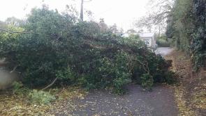 Ophelia roads latest: Tipperary County Council continues to work to clear fallen trees