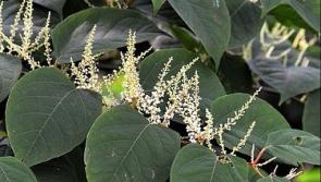 Japanese Knotweed affecting nursing home in Clonmel