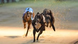 Report highlights importance of greyhound racing industry to Tipperary economy