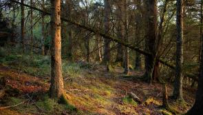 IFA timber market report shows decline in prices for Tipperary harvesters