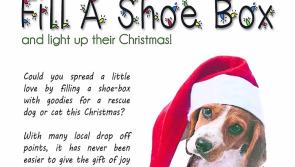 Puppy crisis at Mo Chara Animal Rescue Centre