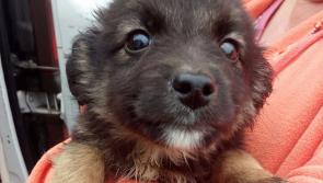 “Heartless scumbag” dumps puppies in North Tipperary town