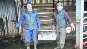 Tipperary farmers urged to freeze brand their animals