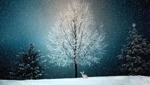 The Tipperary Star is looking for your Christmas Photos